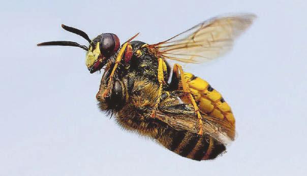 It's time to bee afraid of big bad wolf wasp