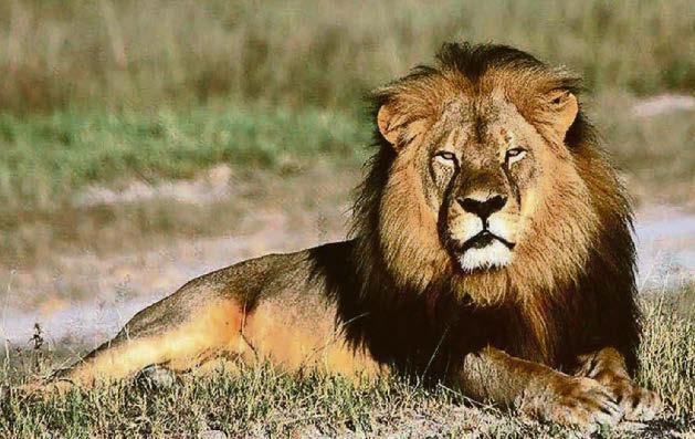 CELEBS BACK BAN ON TROPHY HUNTS