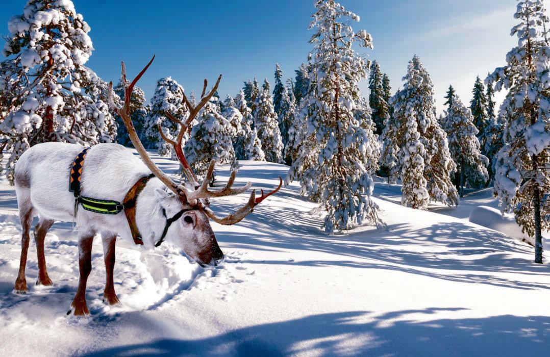 CHRISTMAS WONDERLAND