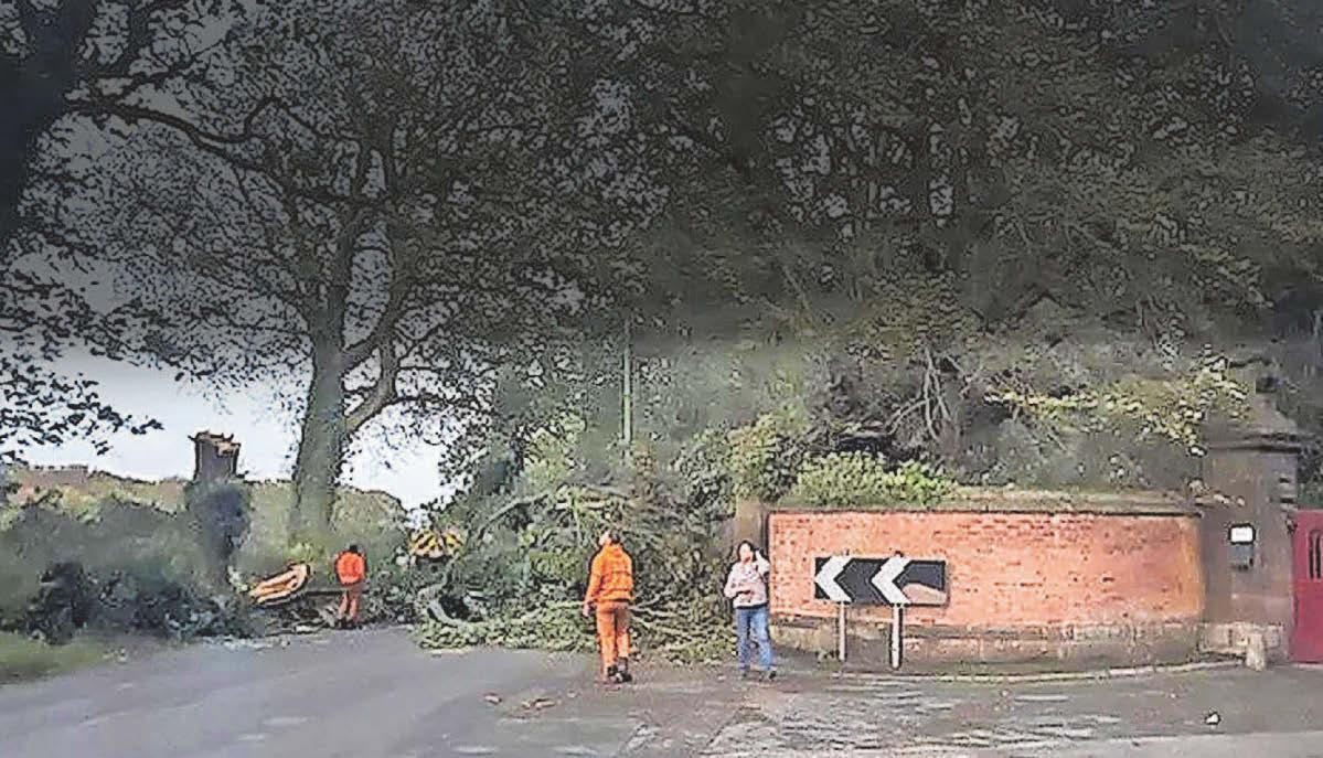Man 'seconds' away from being hit by tree
