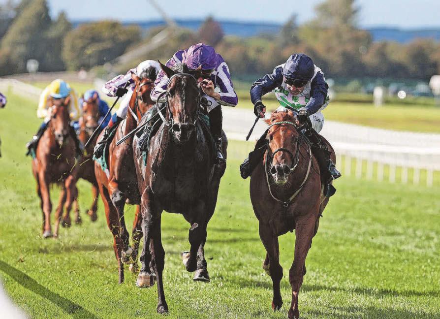 Surrey Belle looks set to strike in Cesarewitch