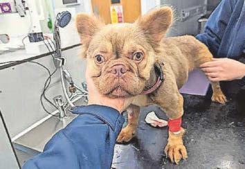 CRUEL OWNER STARVED AND NEGLECTED HER DOGS