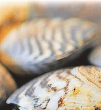 SHOW US YOUR MUSSELS