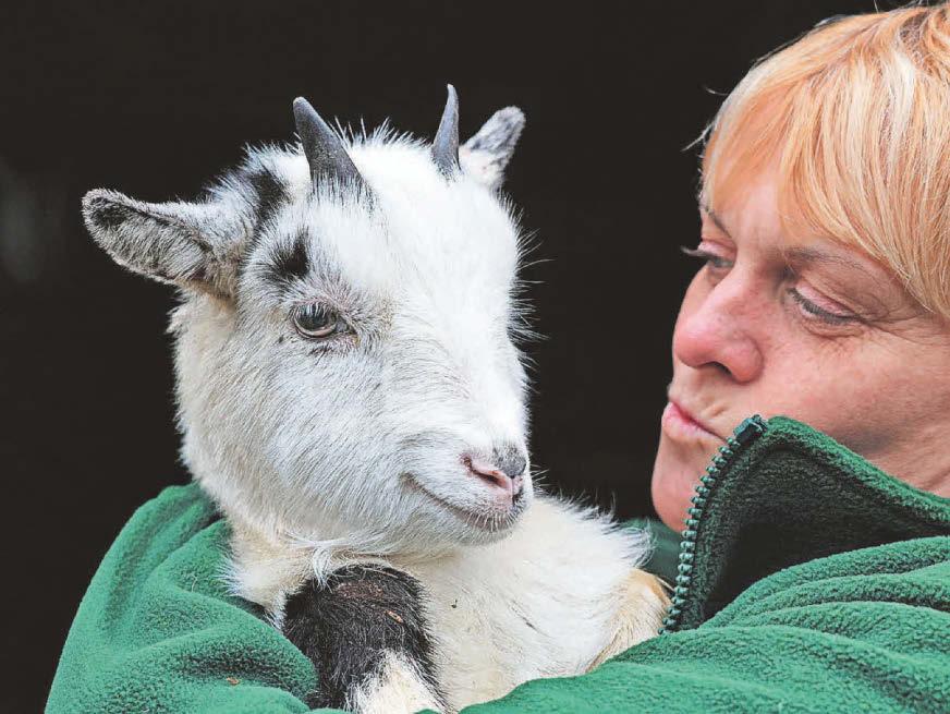 Much-loved city farm facing closure without support