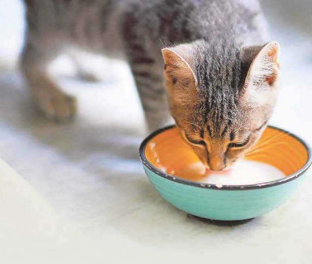 The milk of human kindness might be harming your cat