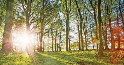 'Planning reforms put wildlife at risk'