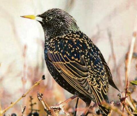 Starlings look for refuge in region
