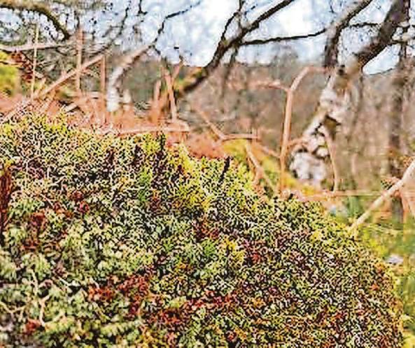 Fight to revive UK's rainforests