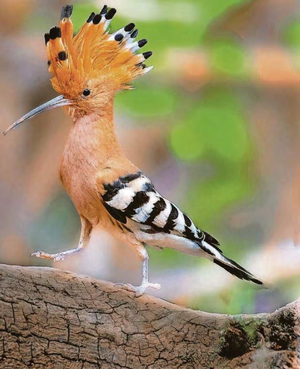 Tickled pink by hoopoes