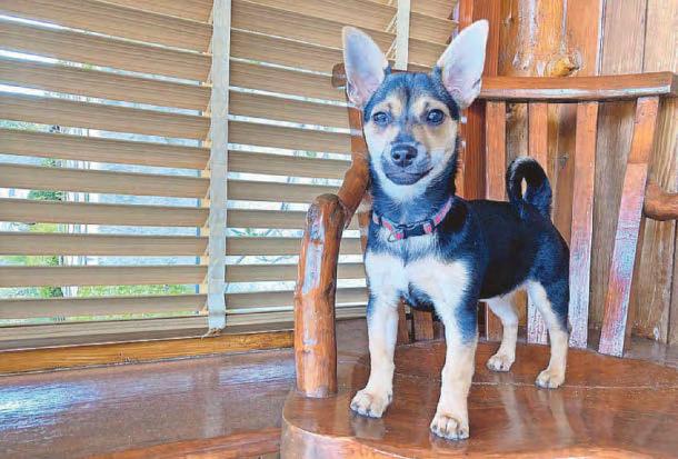 Royals will view flower show's canine feature
