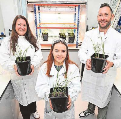 Scientists 'teaching' food crops to cope with stress