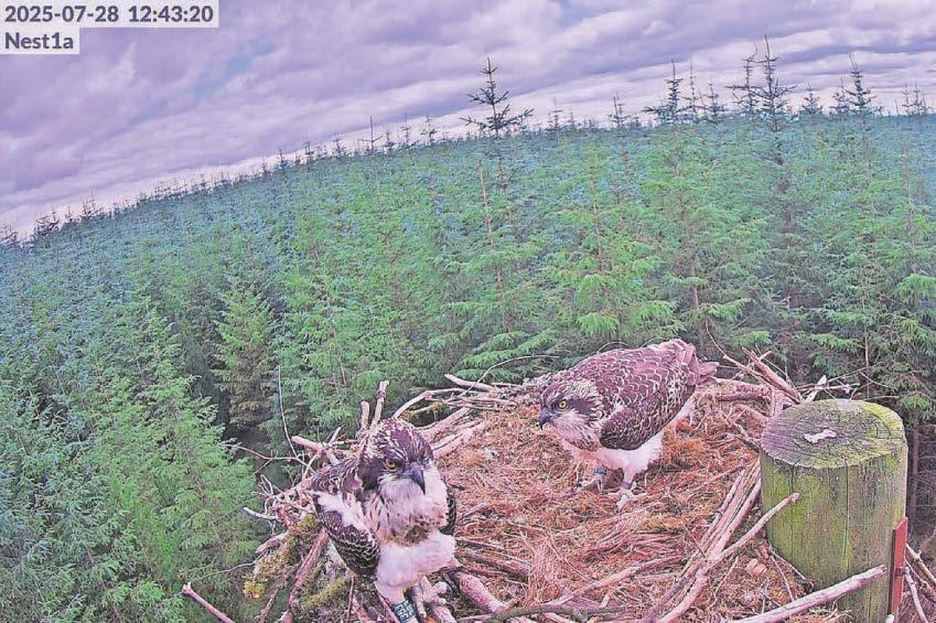 Six surviving osprey fledglings exploring their surroundings