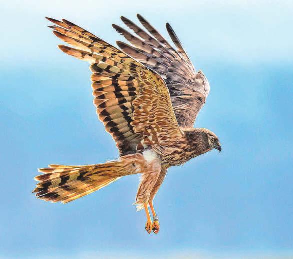 Joy at successful breeding by rare Montagu's harriers