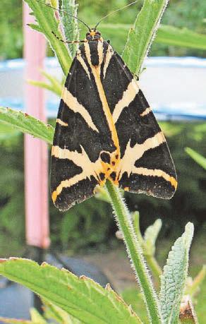 Butterfly spotters report surge in numbers for exotic-looking moth