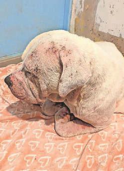 Dog owner left pet to suffer 'distressing' skin condition