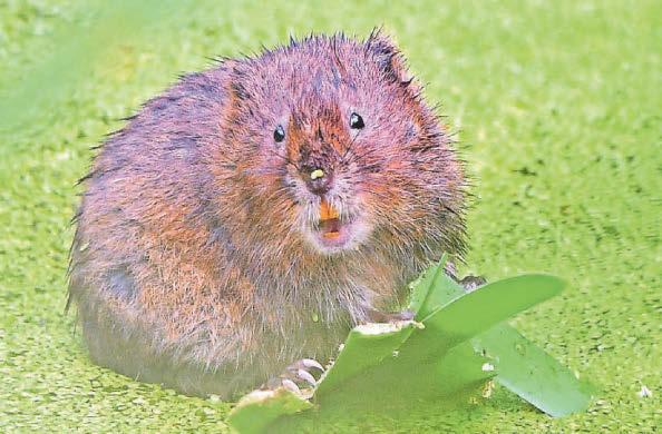 £13m scheme boosts rare wildlife but 'time running out' for nature