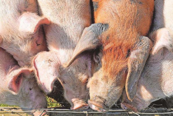 Pollution from pig and poultry farming is 'harming nature'
