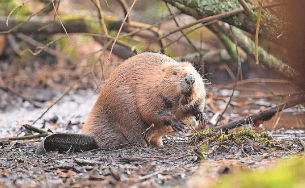 Green groups warn UK risks missing 2030 nature targets