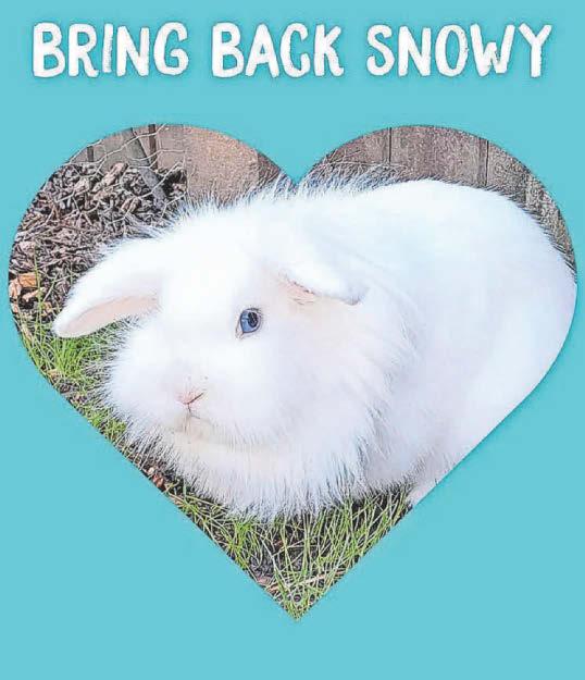 Appeal for return of stolen rabbit