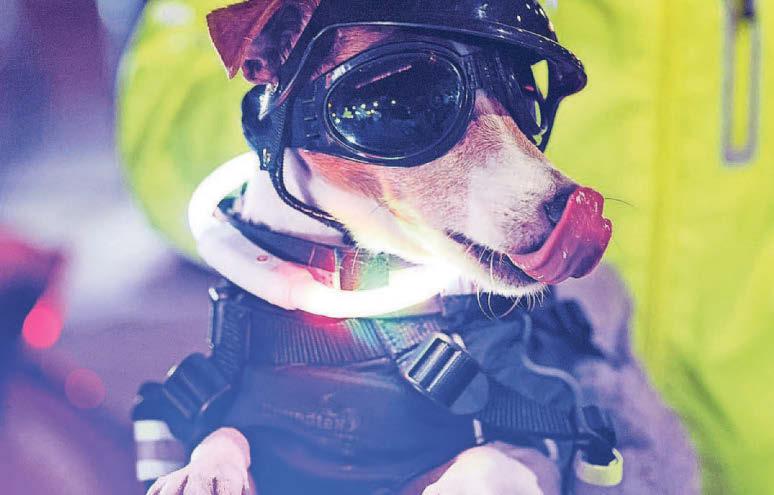 Paws to the pedal as pup lights up night on 'Glow Ride' in city