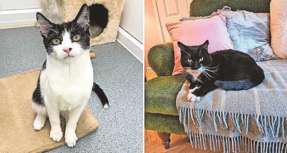 3,000 cats waved off to their forever homes