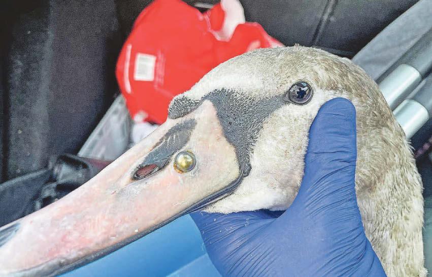 Police appeal as swan is 'shot' with ball bearing