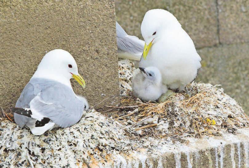 Kittiwake numbers drop off along Tyne
