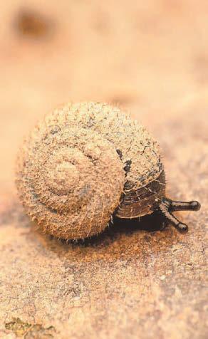 'Charming' hairy snail is focus for London conservation project