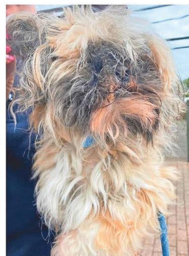 '12 STRAYS OF CHRISTMAS' CAMPAIGN AIMS TO BRING COMMUNITY CLOSER TO THE HEART OF THEIR WORK