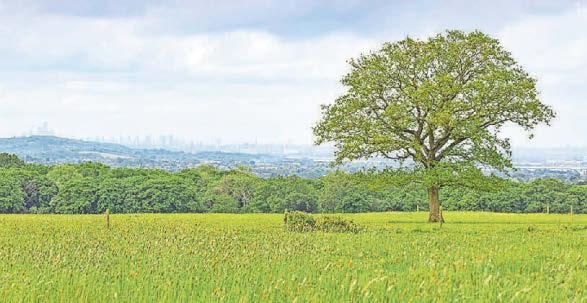 Former royal hunting ground to be transformed for wildlife and people