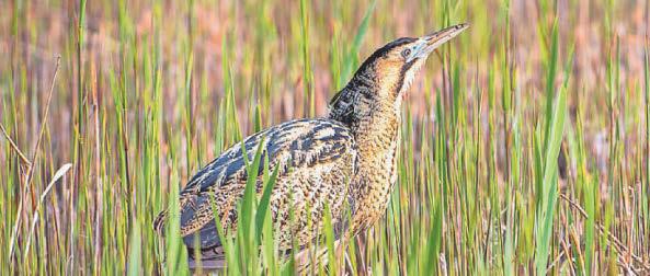 Booming bitterns among a year of wins for nature