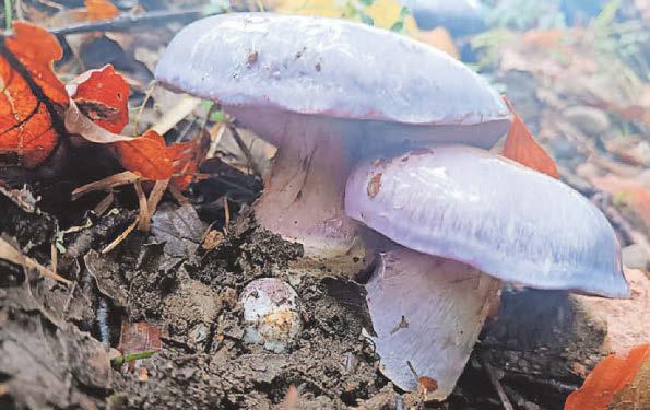 Seven rare species found at conservation charity sites