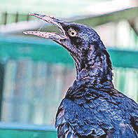 Grackles Hitch ride to the UK