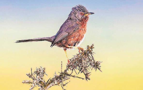 Dartford warblers bouncing back from brink of extinction