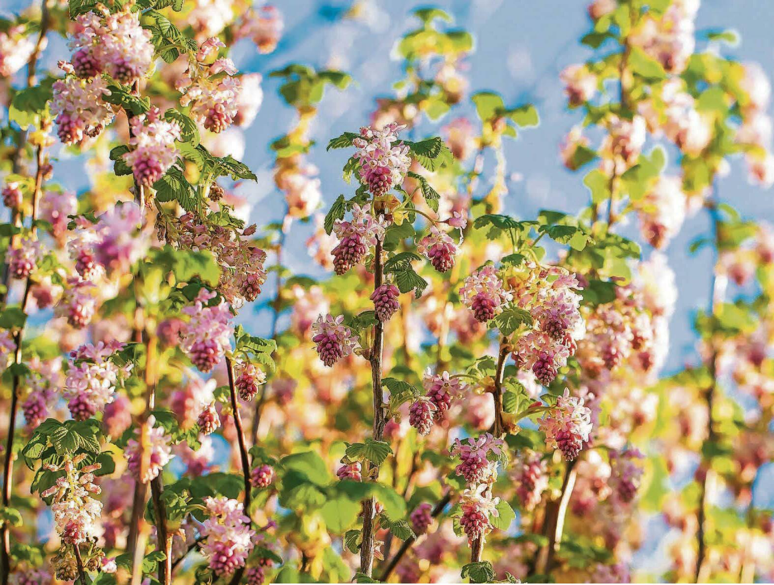 Exciting currant affairs