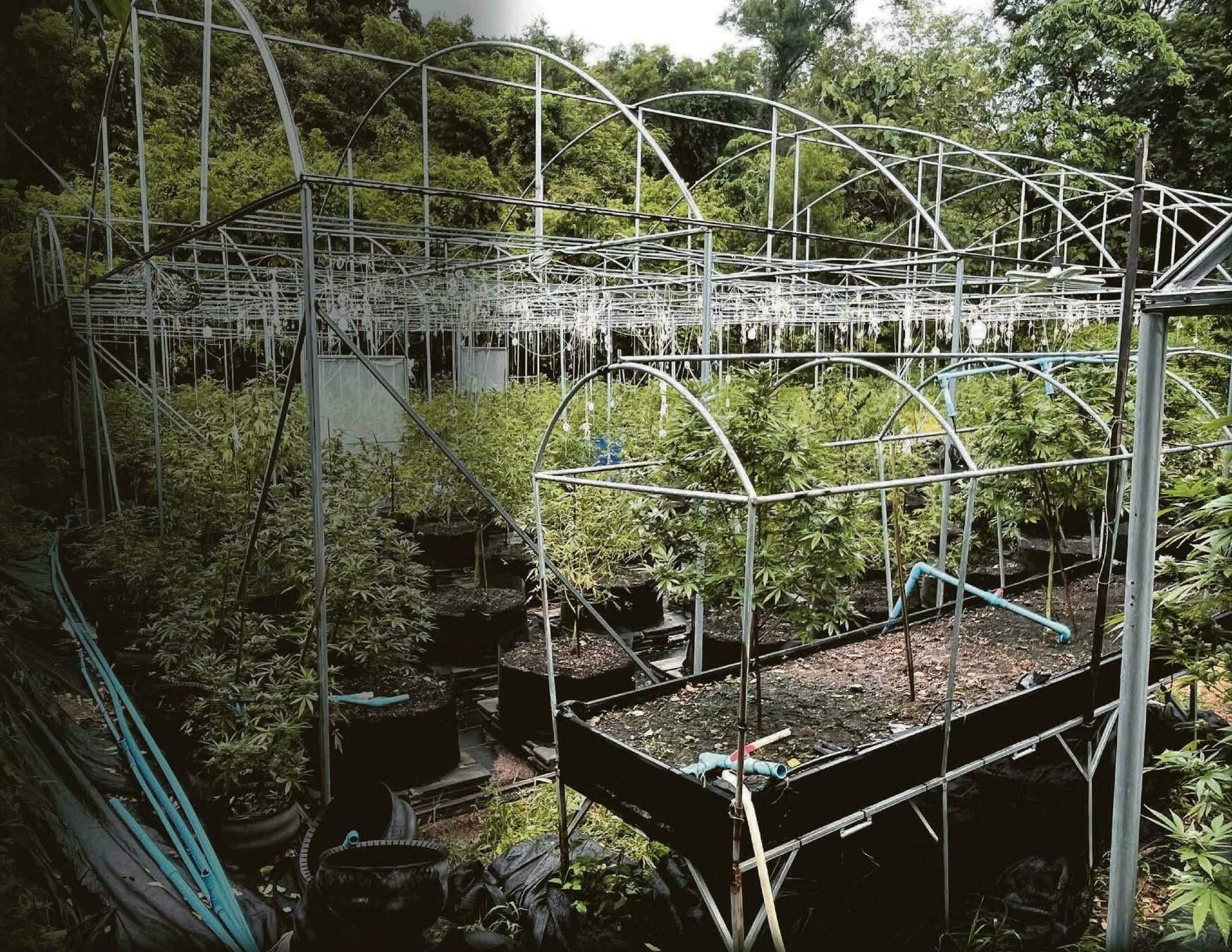 British drug rings invade TV's White Lotus island