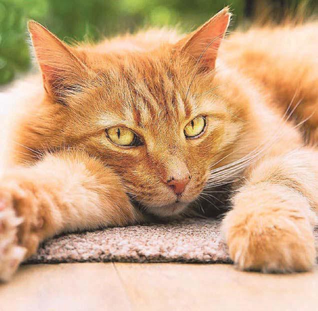 How do we spot cat flu?