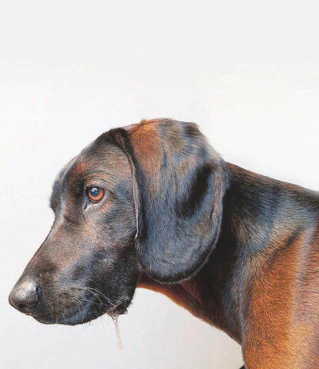 Drooling dog on high alert