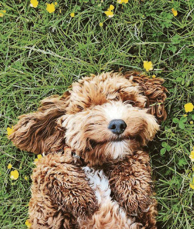 Could womb risk kill dog?