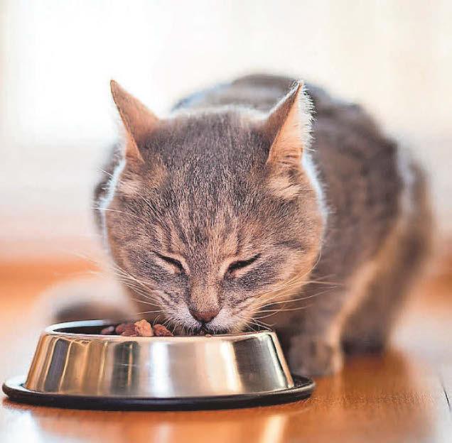 Cat's thyroid is overactive