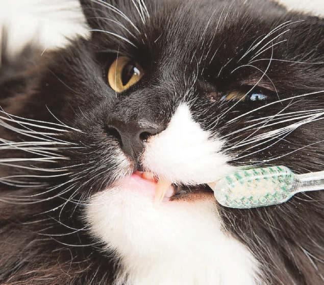 Cats and teeth issues