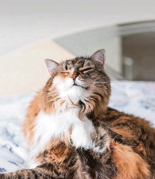 Long fight with fleas