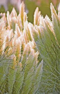 A pain in the grass