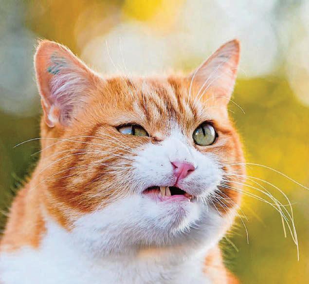 My cat has a swollen lip