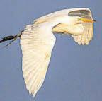 Rare big birds' chicks have twitchers flocking to Wales