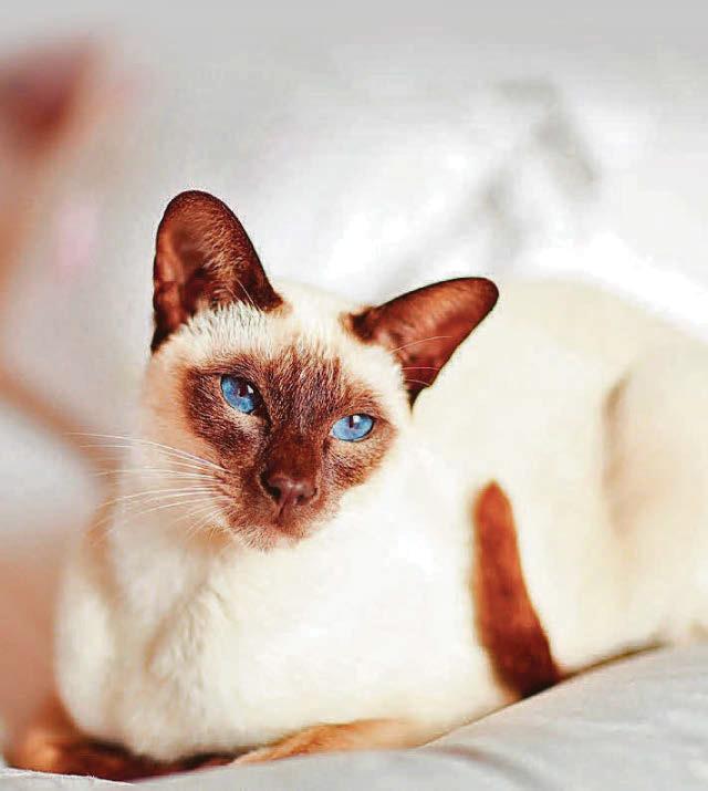Raw liver risk to kitty