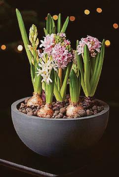 Hyacinths inside out