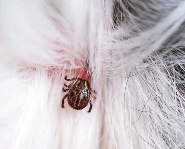 Tick list for prevention