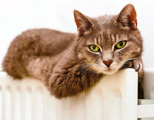 Weight-loss risk in cats