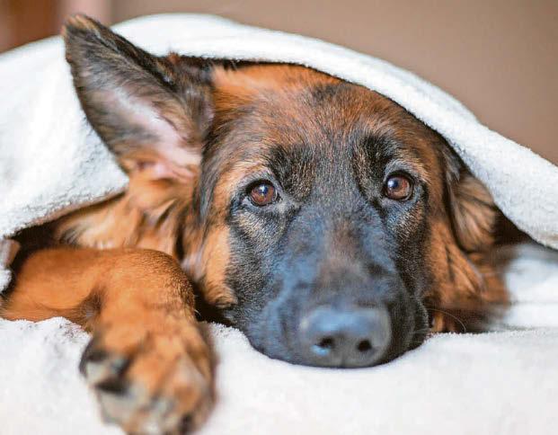 Toilet trouble in dogs